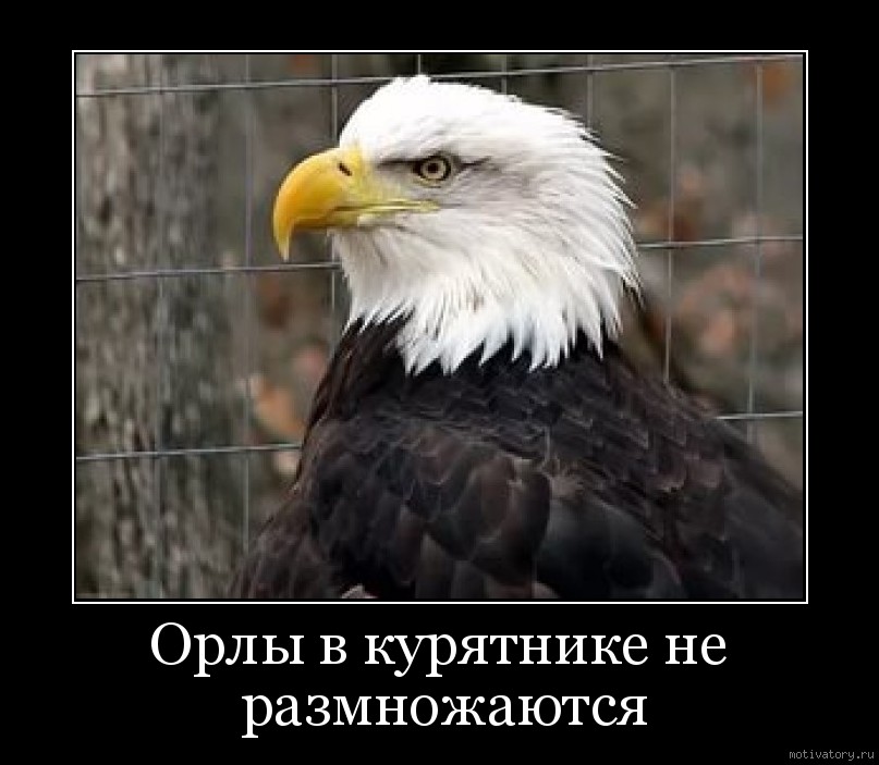 Орел в неволе. Орел в курятнике. Орлы в неволе не размножаются. Орел мотивация. Демотиватор гордый Орел.