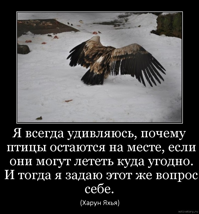 Всегда лететь. Я всегда удивляюсь почему птицы остаются на месте. Почему птицы способны летать. Зачем птицам летать. Остающийся птицы.