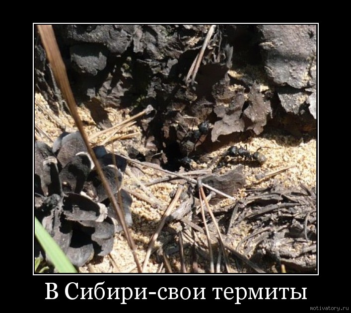 В Сибири-свои термиты