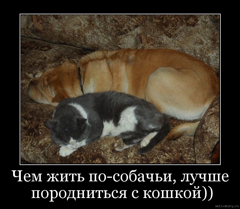 Чем жить по-собачьи, лучше породниться с кошкой))