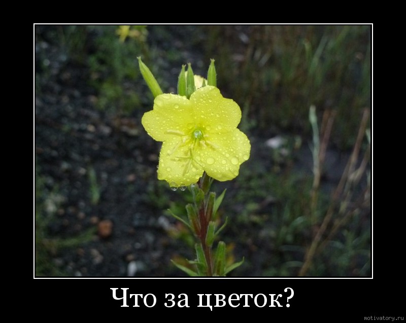 Что за цветок?