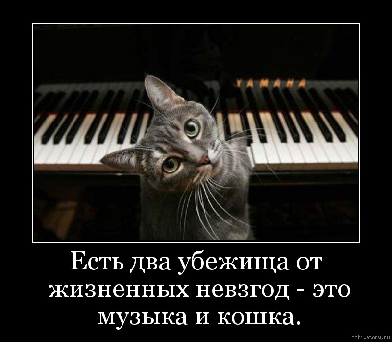 Есть два убежища от жизненных невзгод - это музыка и кошка.
