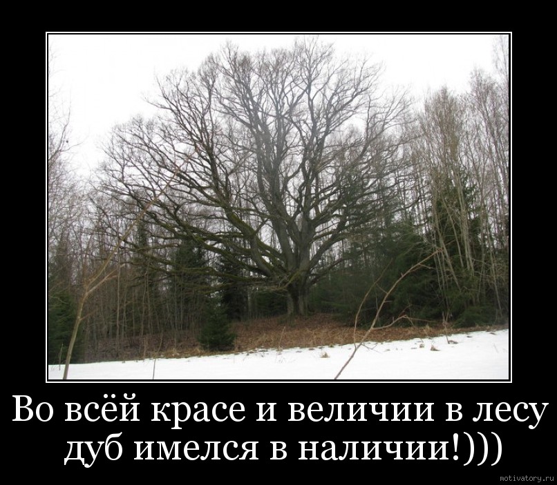 Во всёй красе и величии в лесу дуб имелся в наличии!)))